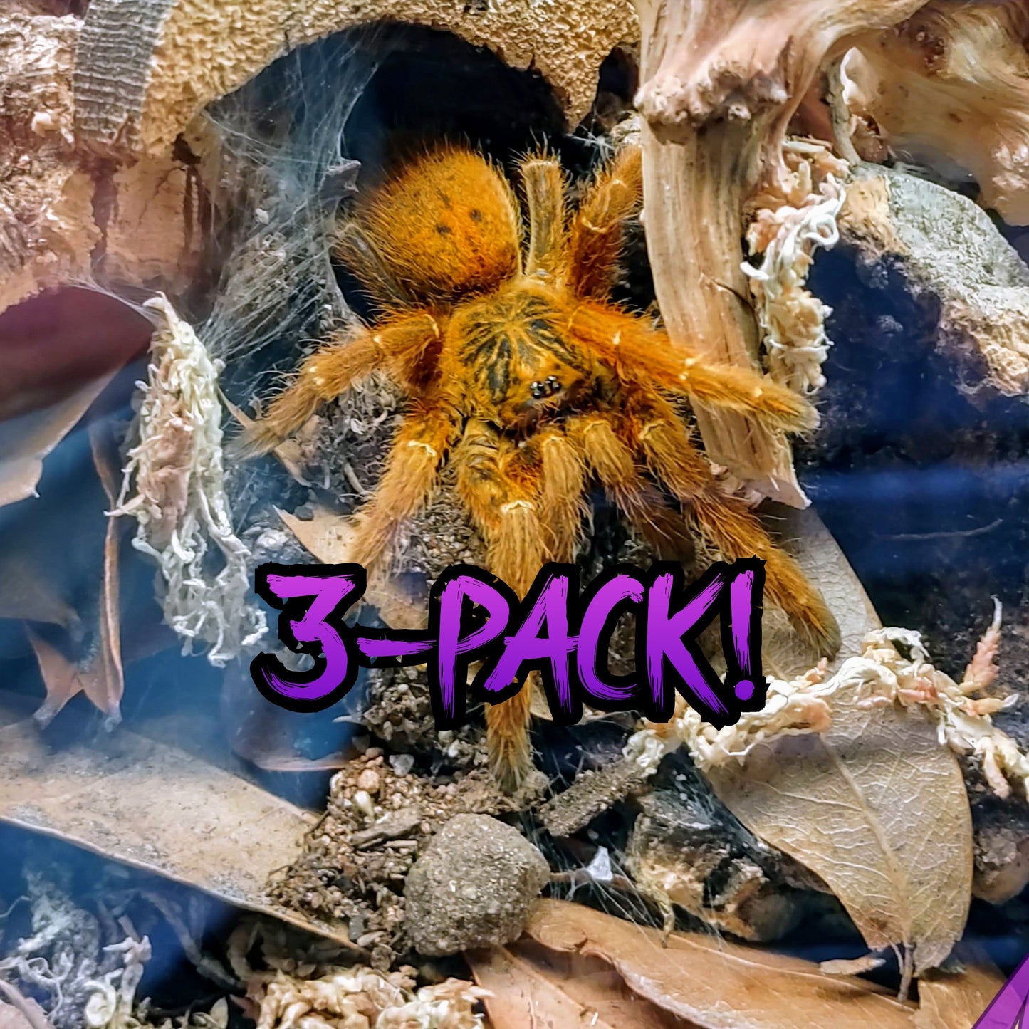 P. murinus (OBT) MULTI-PACKS!