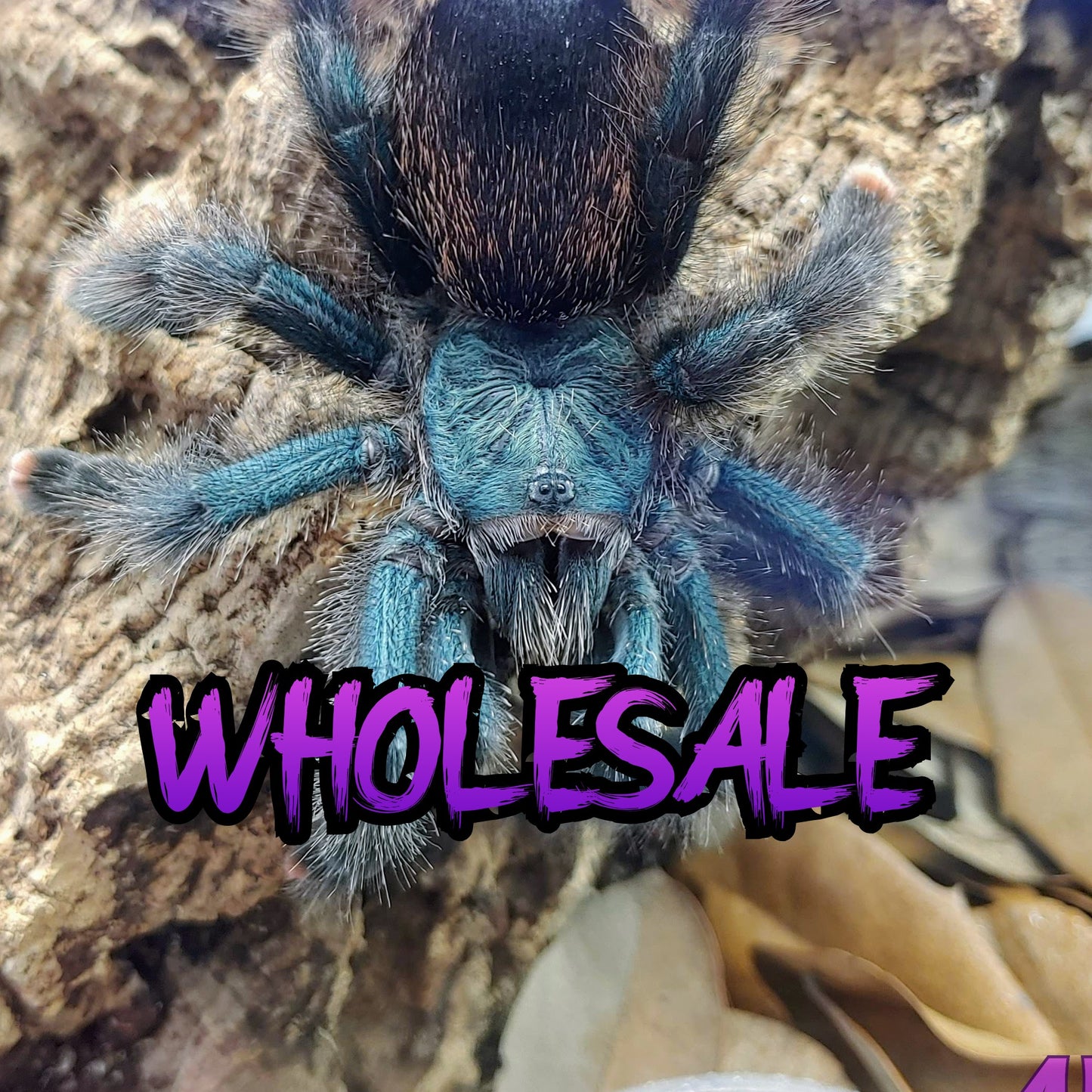 Avicularia avicularia m1 ½-¾" WHOLESALE