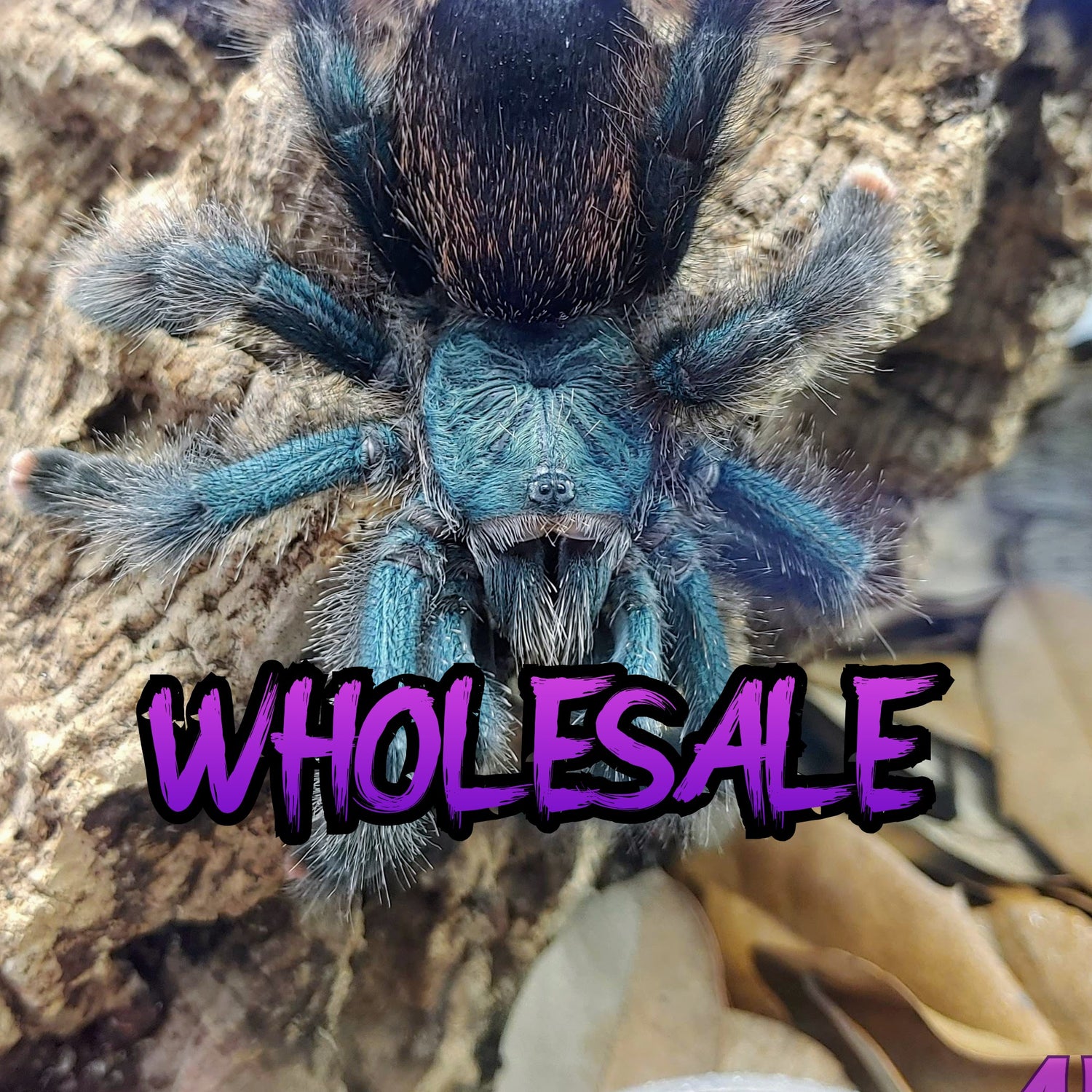 wholesale tarantulas