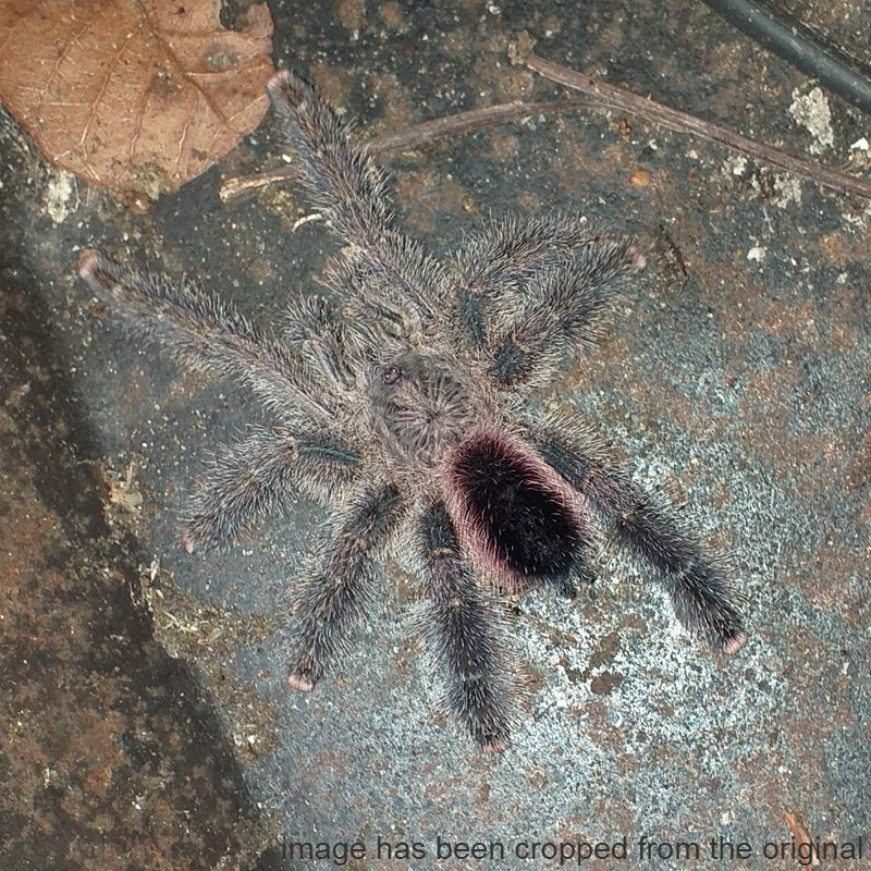 Avicularia variegata ½"+