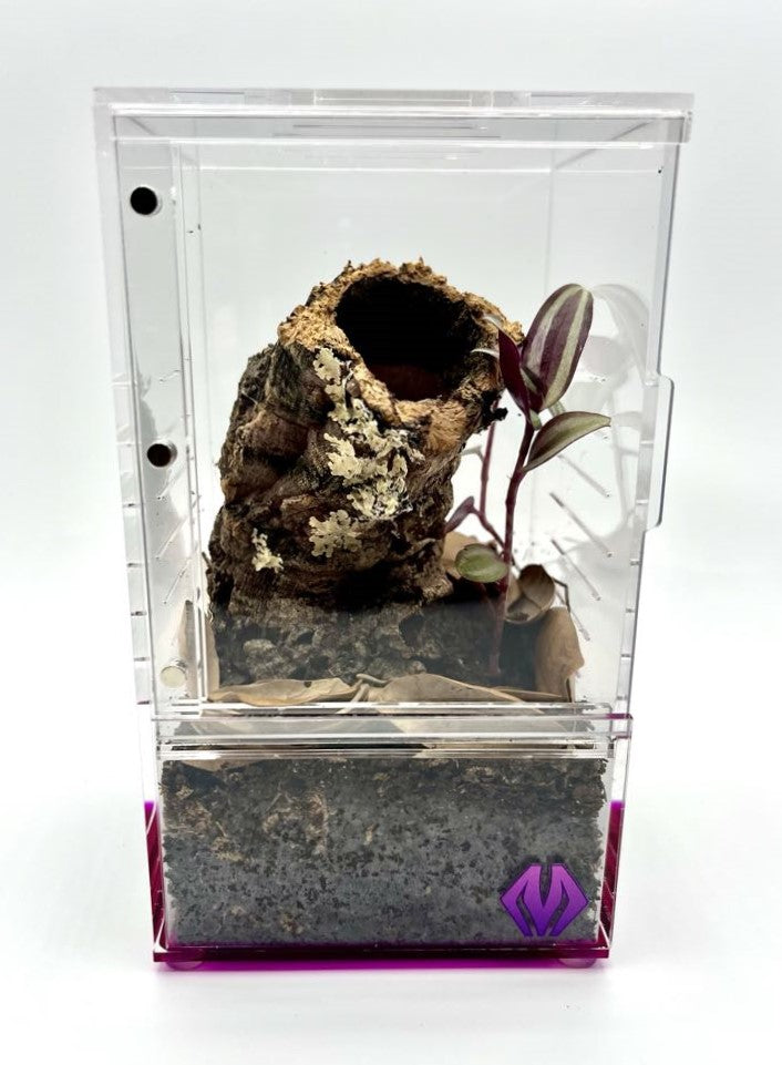 purplebox 4x4x7 spiderling habitat kit