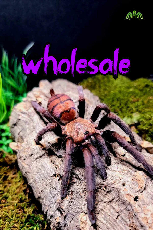 Chilobrachys fimbriatus ½" WHOLESALE