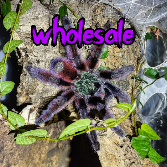 Caribena versicolor ½-¾" WHOLESALE