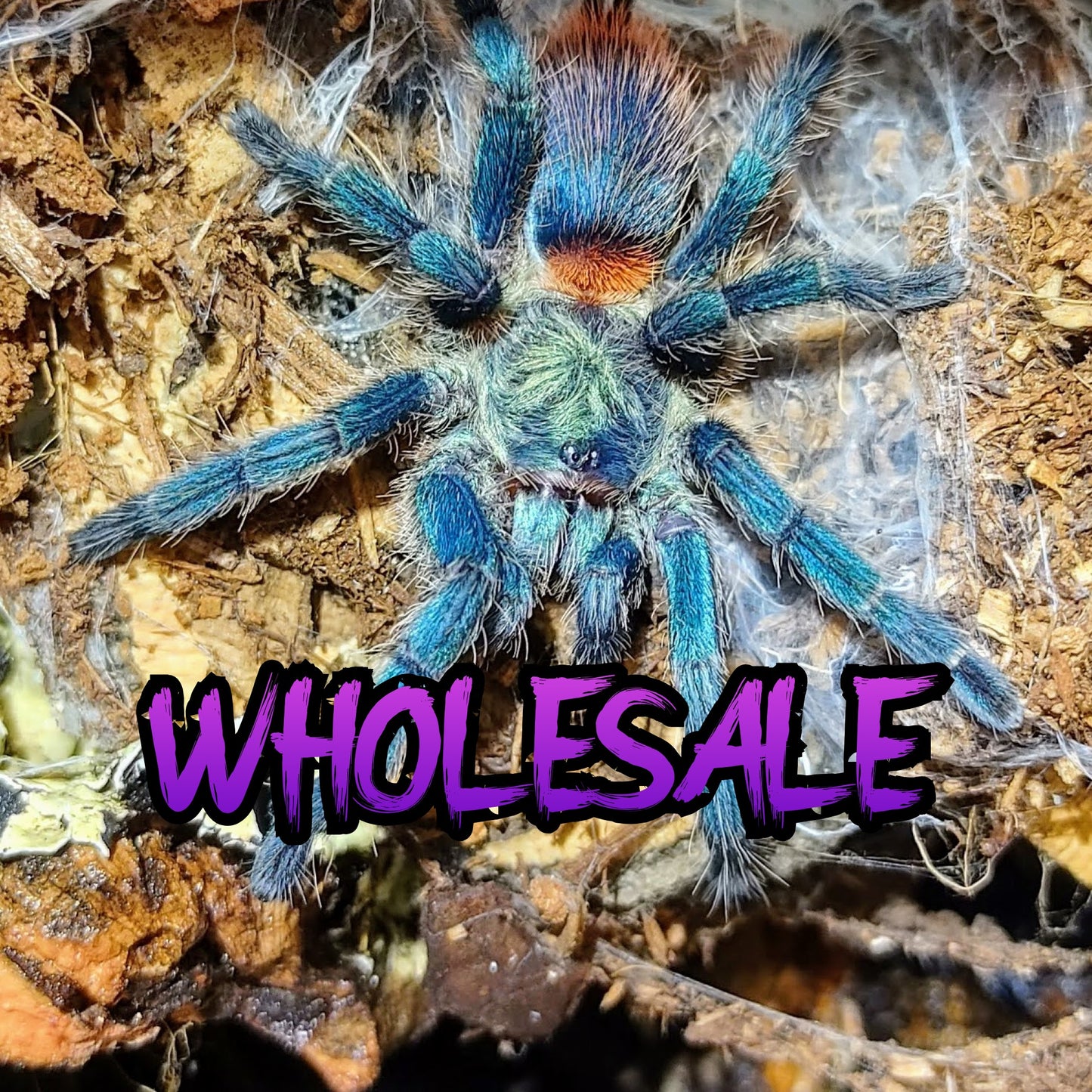 Dolichothele diamantinensis ½" WHOLESALE