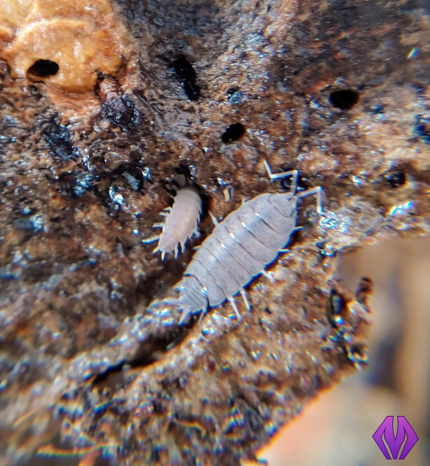 powder blue isopods 50ct+