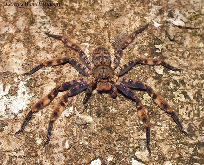 Heteropoda lunula ½"