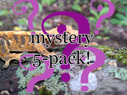 mystery crested gecko 5-pack!