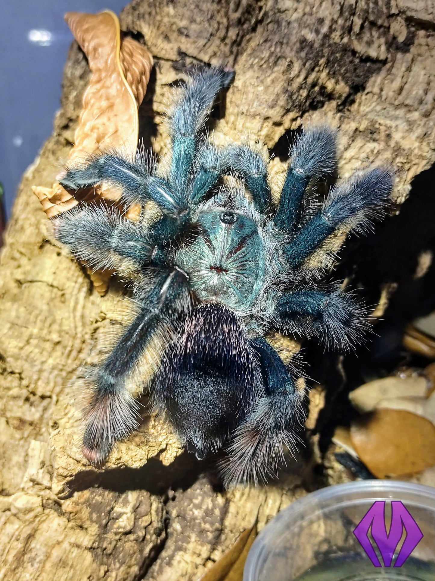 Avicularia avicularia m1 ½-¾" WHOLESALE