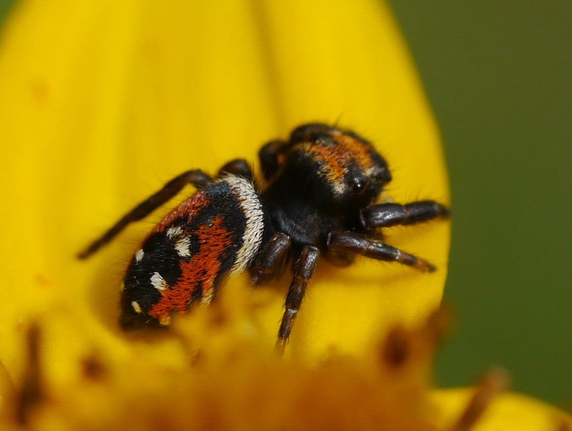 Apache jumping spider ~⅛" UNSEXED