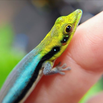 neon day gecko juvenile