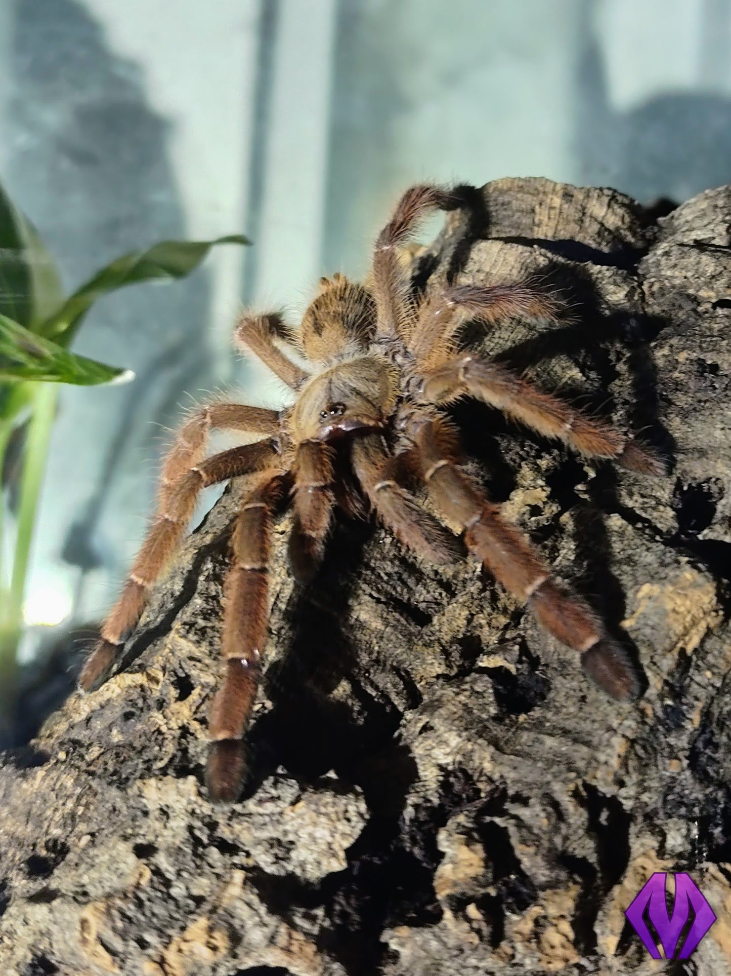 Phormingochilus sp. "rufus" ¾"