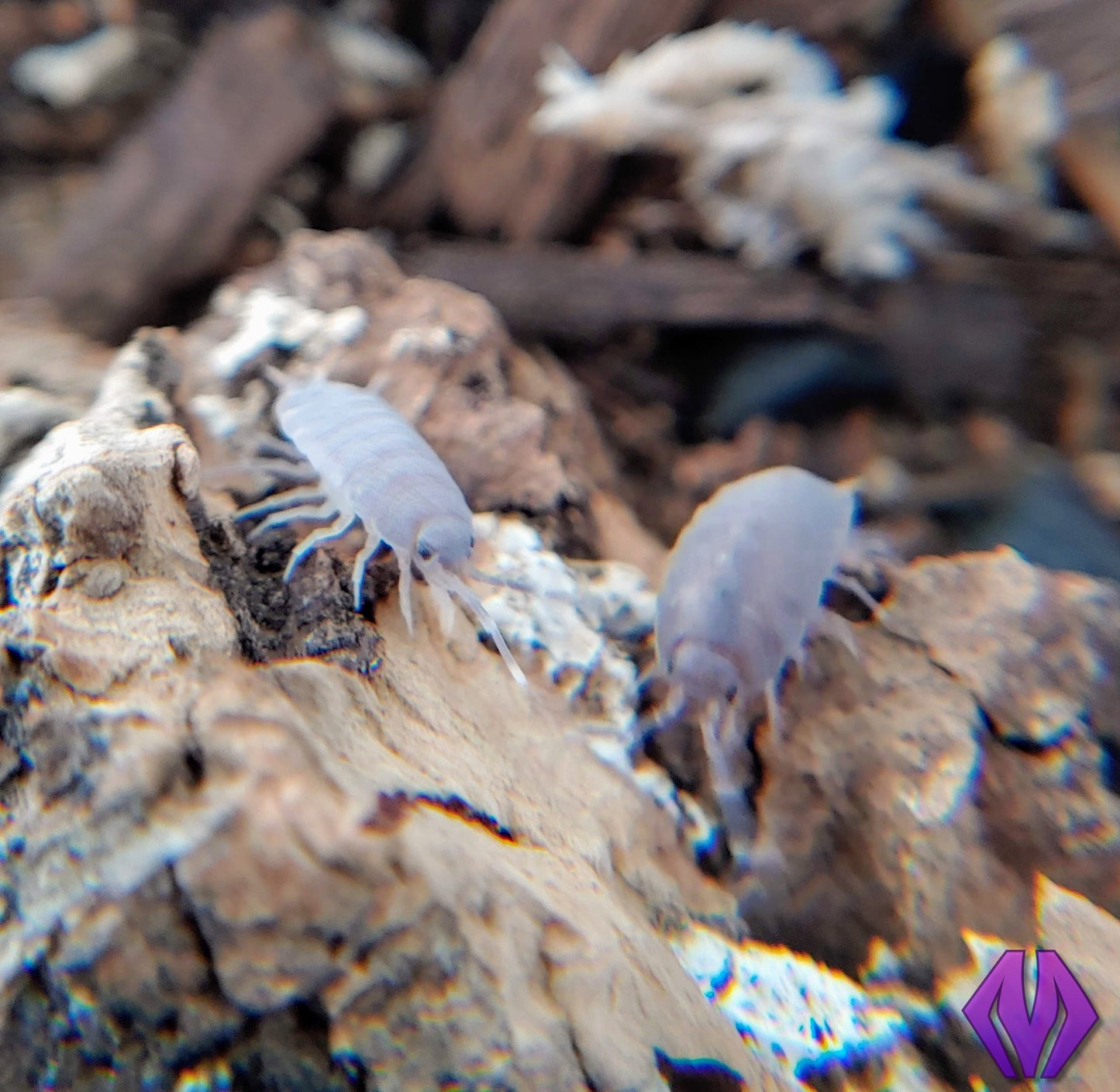 powder blue isopods 50ct+