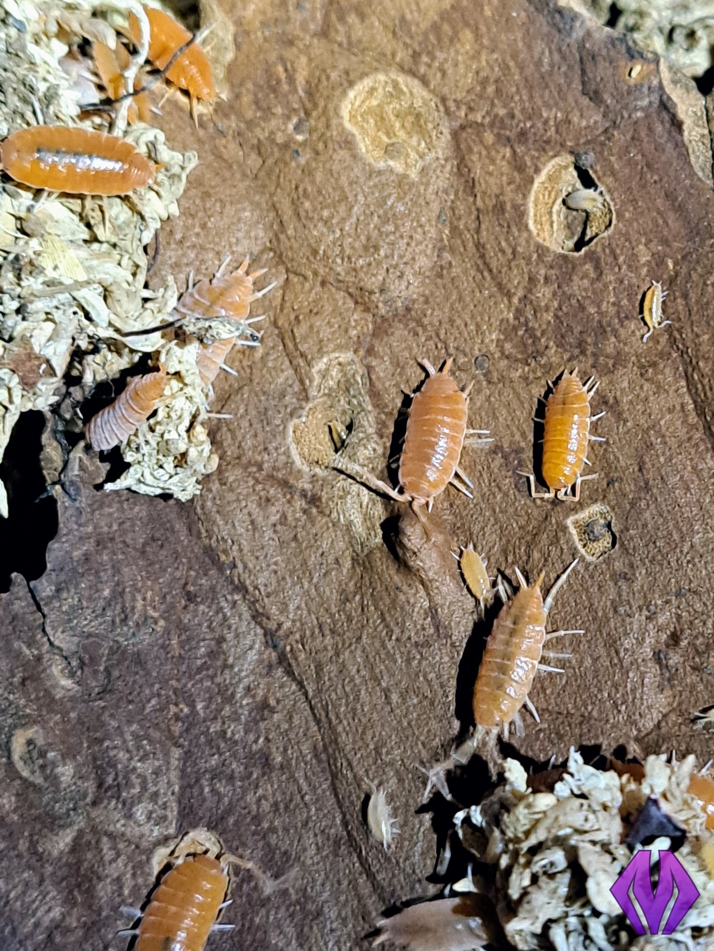 powder orange isopods 50ct+