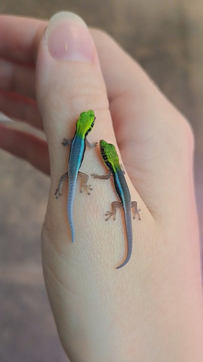 neon day gecko juvenile