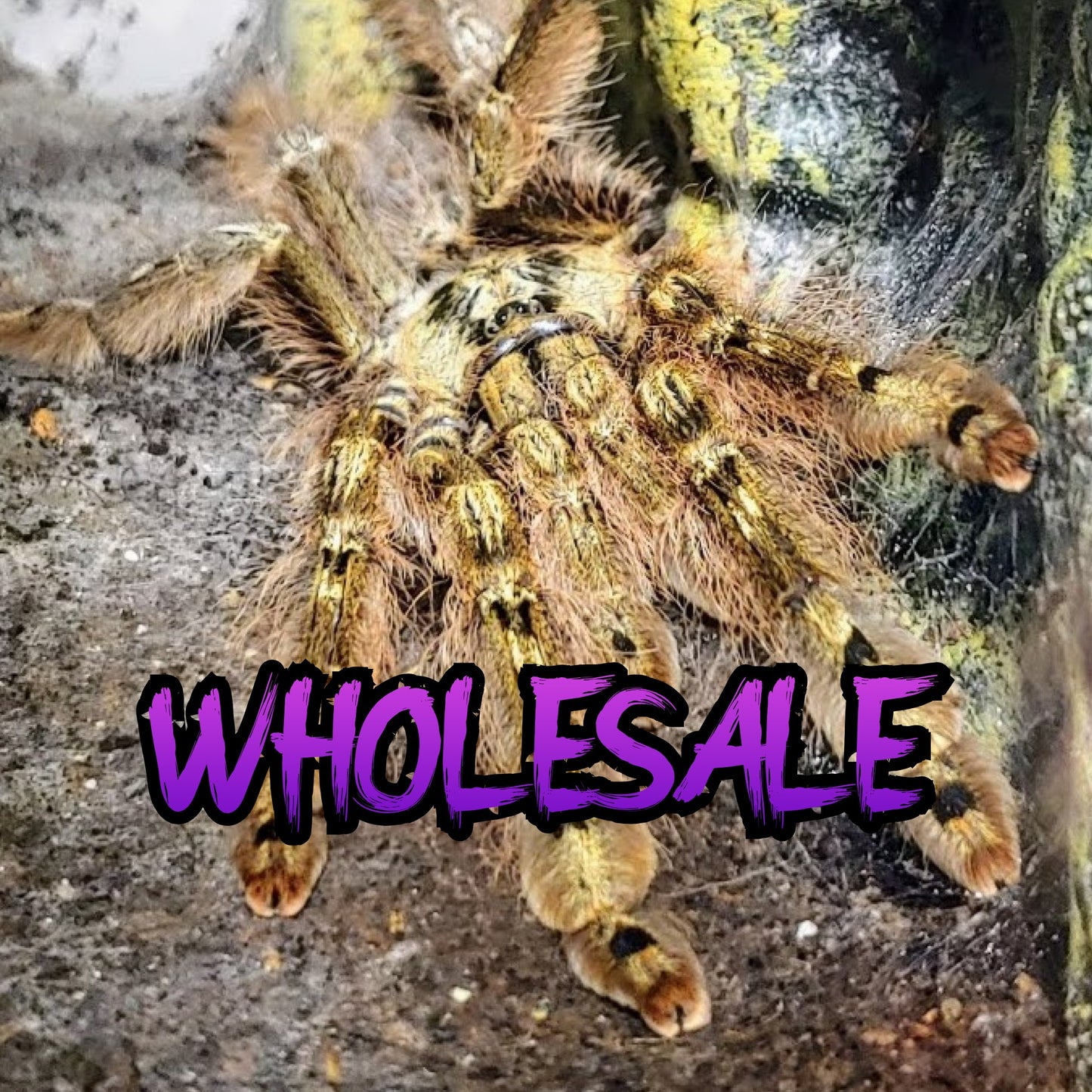 Stromatopelma calceatum ½-¾" WHOLESALE