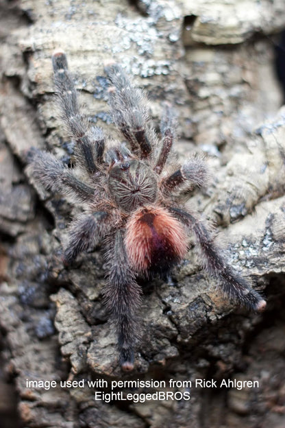 Avicularia variegata ½"+