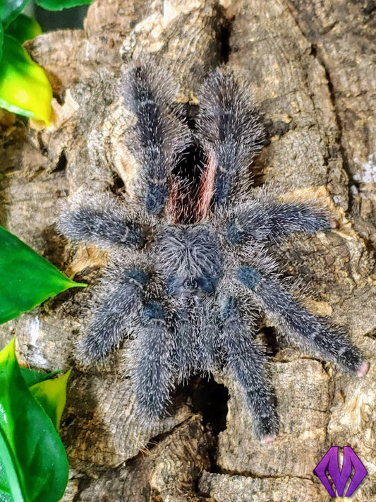 Avicularia juruensis m2 ¾"+