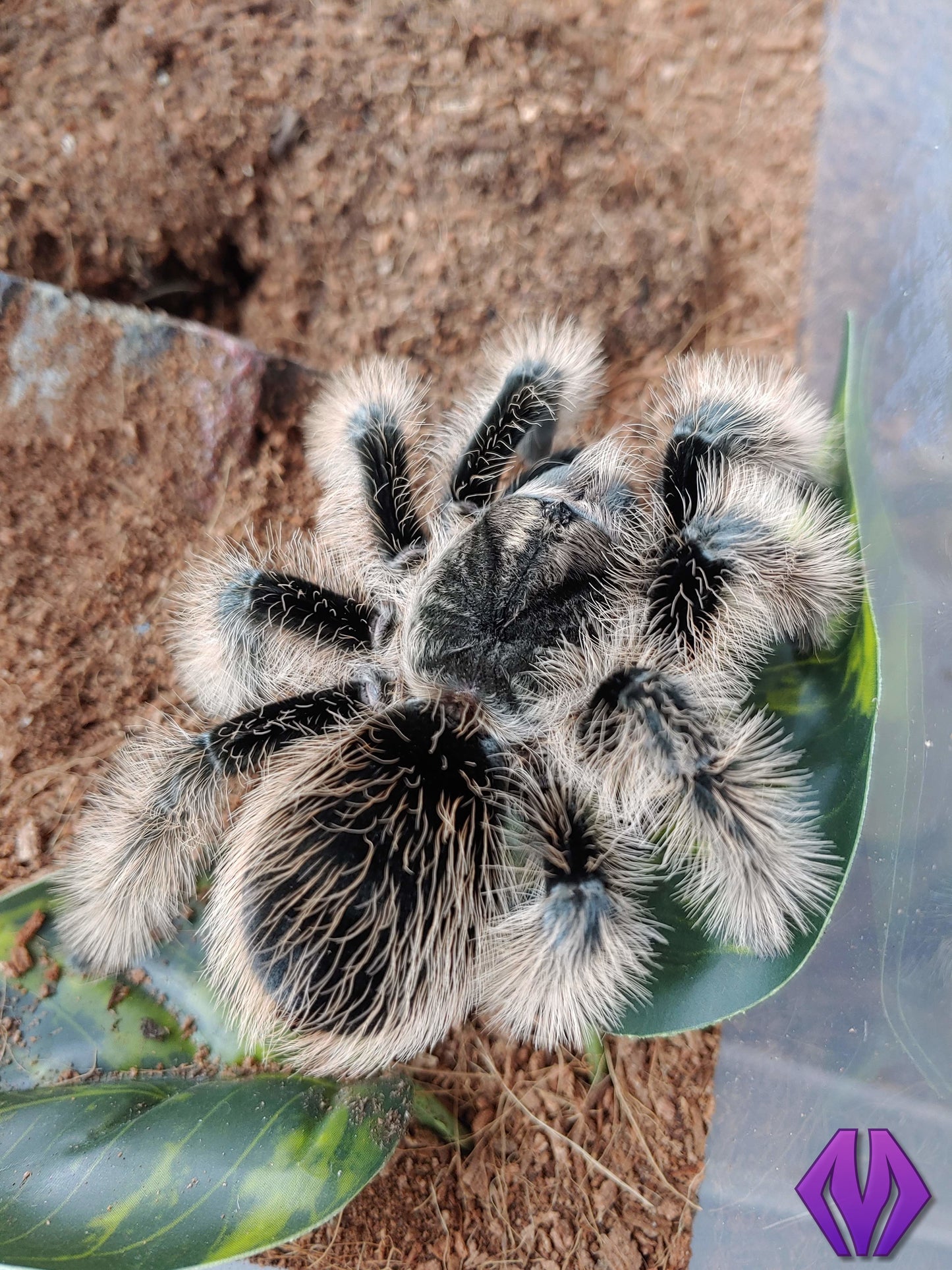 Tliltocatl albopilosus (Honduras) ½"