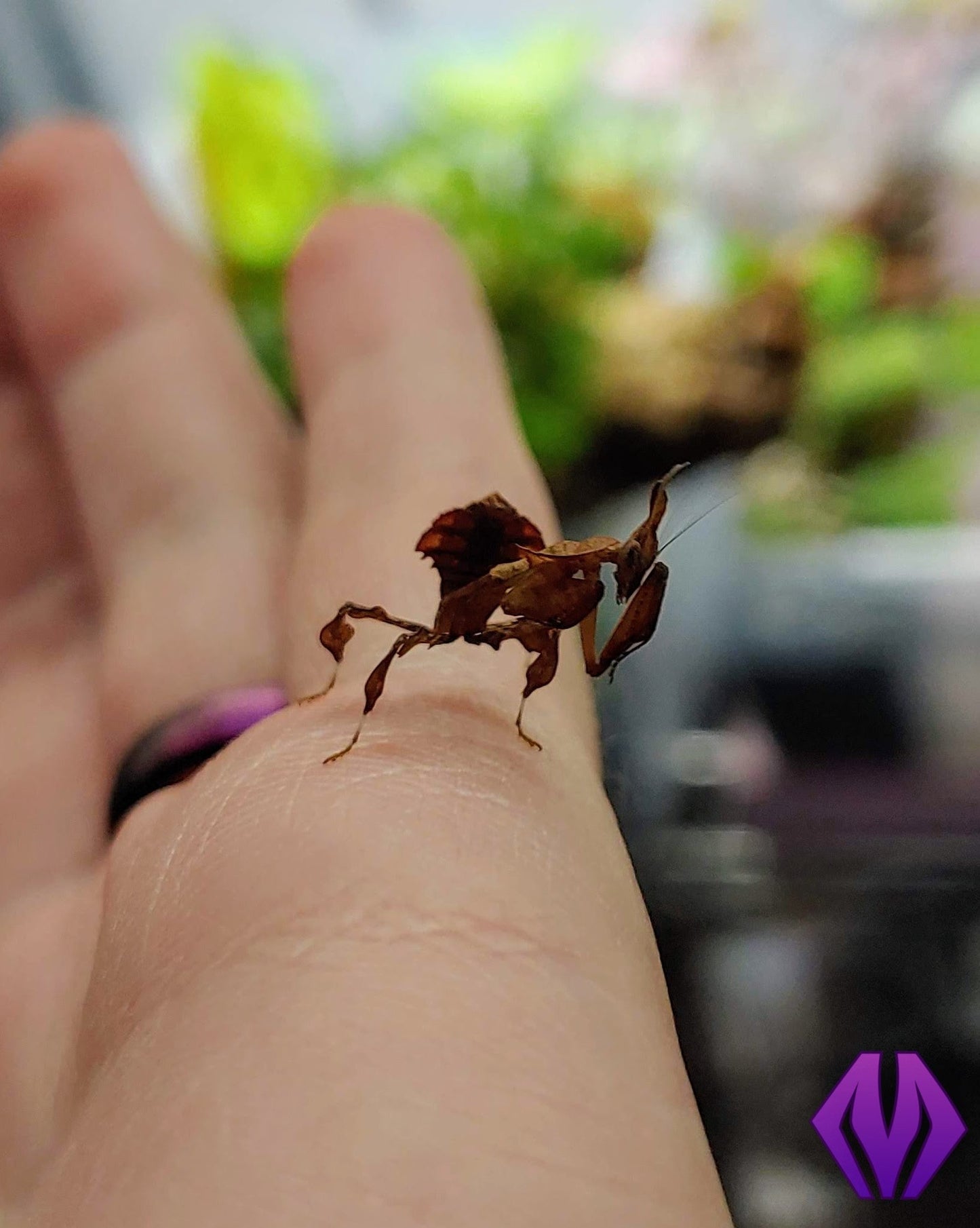 MALE ghost mantis nymph L4-L6