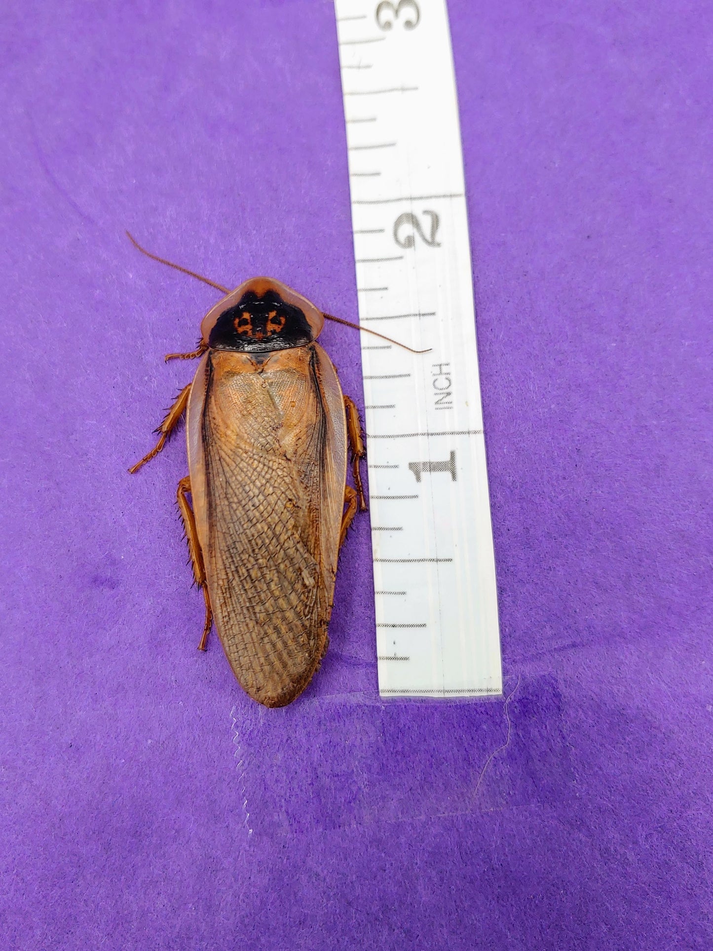 adult male dubia roaches