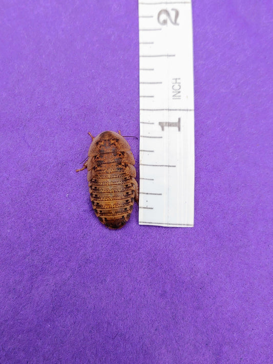 ¾" dubia roaches