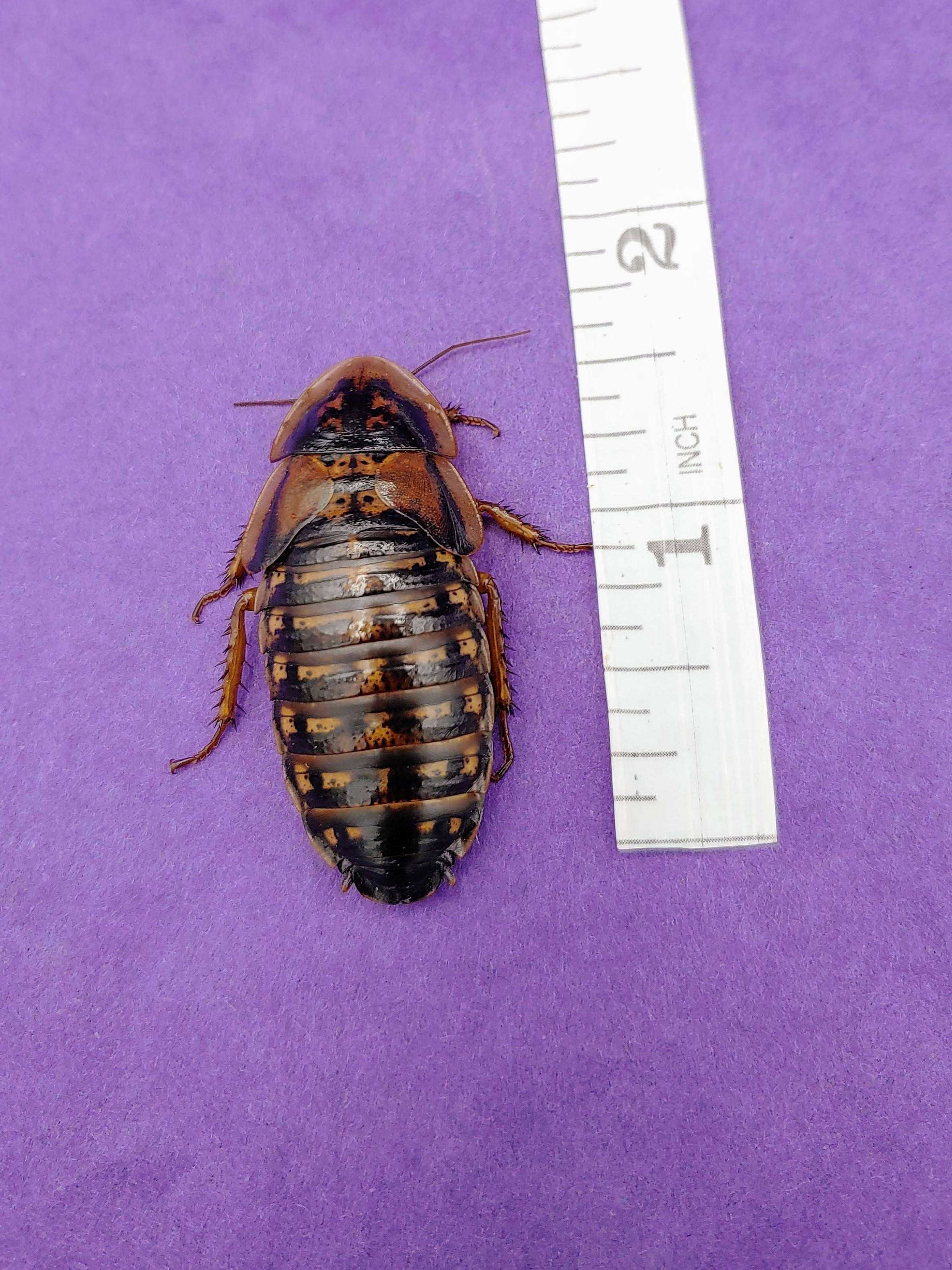 adult female dubia roaches – Marshall Arachnids