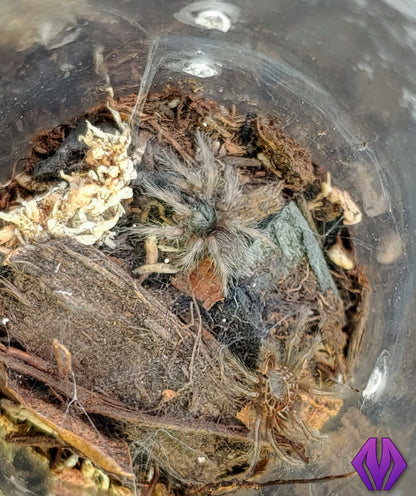 Monocentropus balfouri ½"+