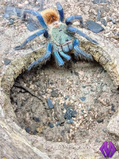 C. cyaneopubescens "GBB" ¾"+