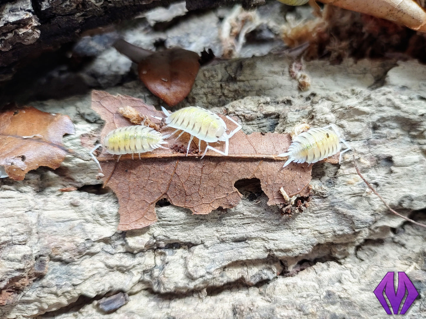 Porcellio bolivari 10ct+