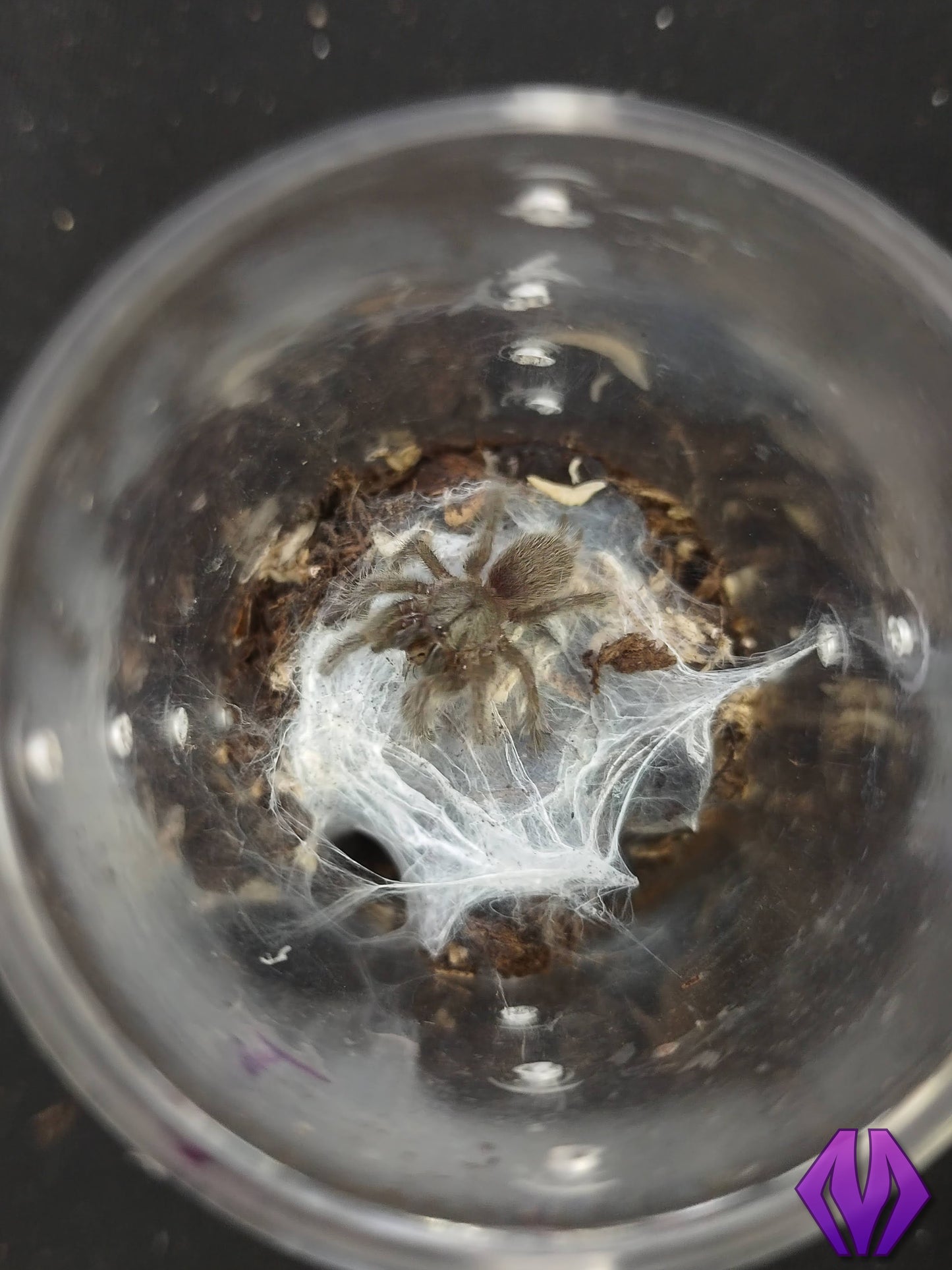 Monocentropus balfouri ½"+
