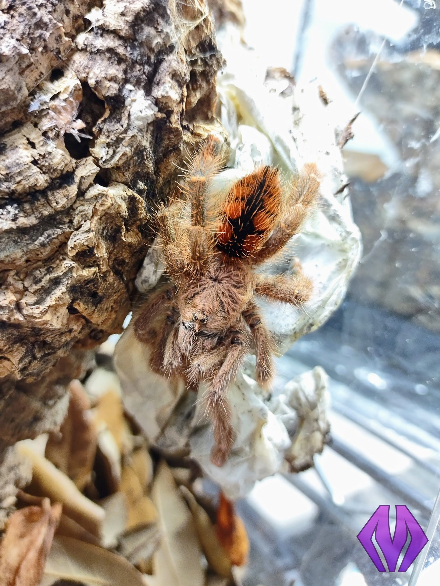 Avicularia minatrix ½"+