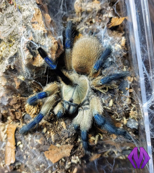 Monocentropus balfouri ½"+