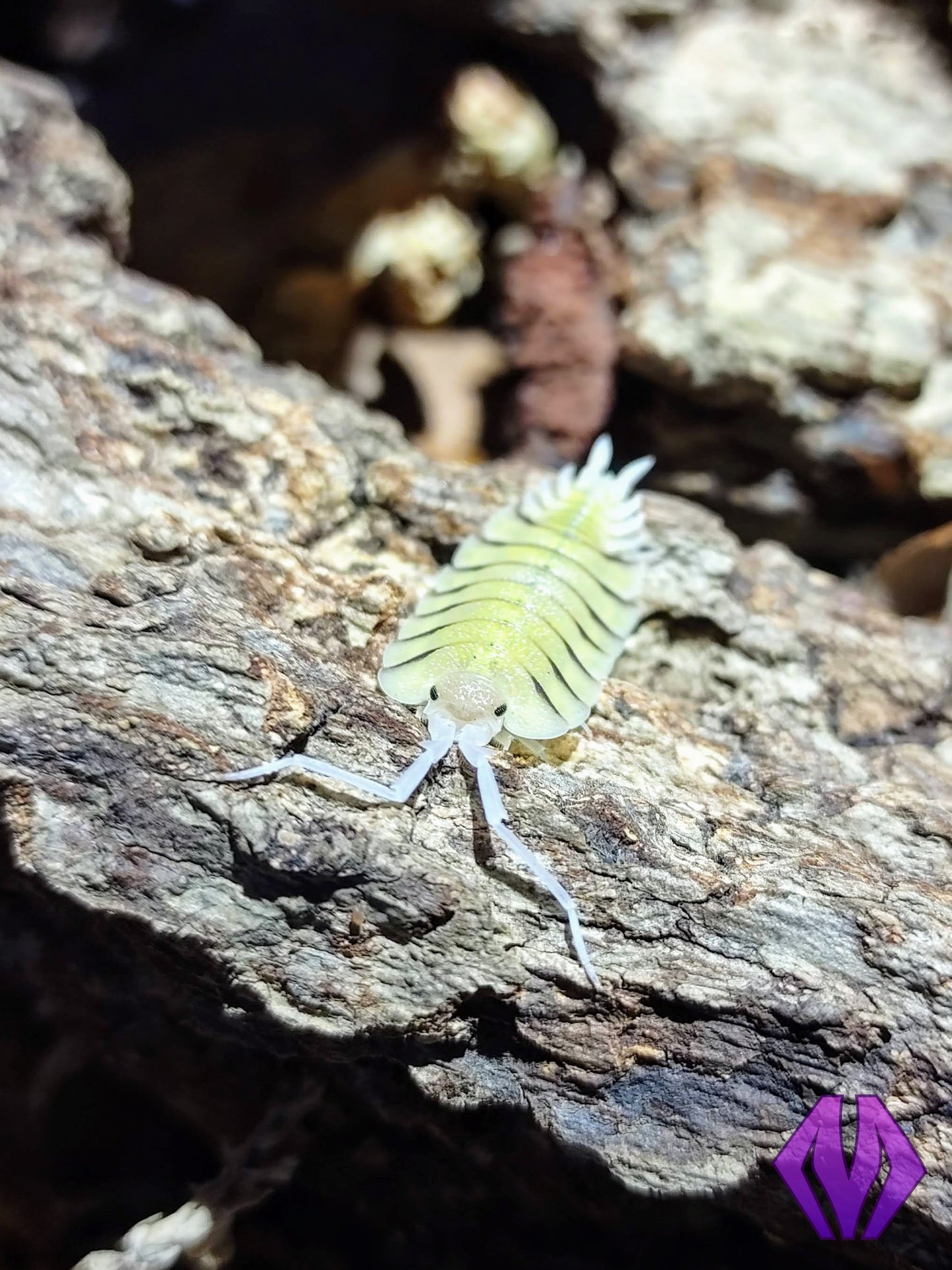 Porcellio bolivari 10ct+