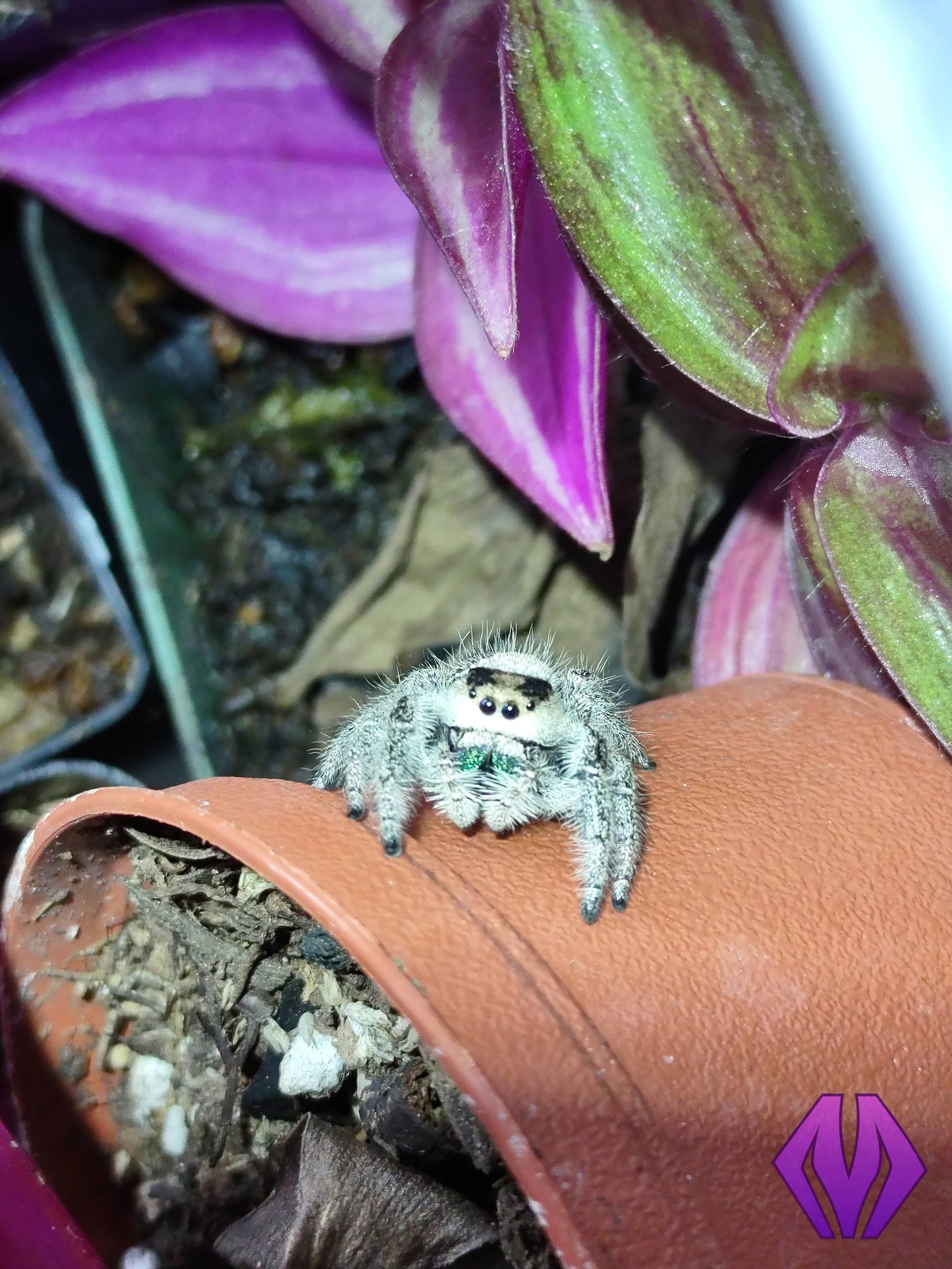 regal jumping spider 5i+ GREEN chelicerae