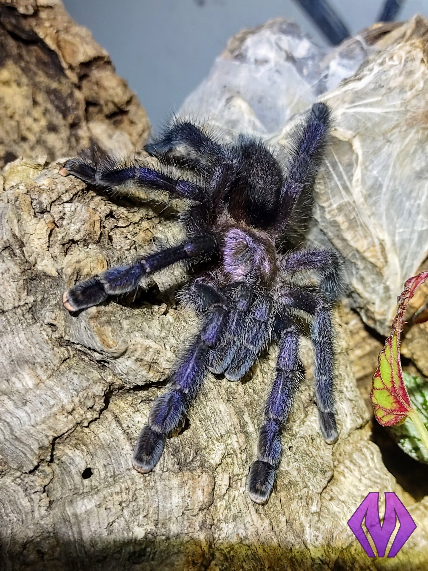 Avicularia purpurea ½-¾"