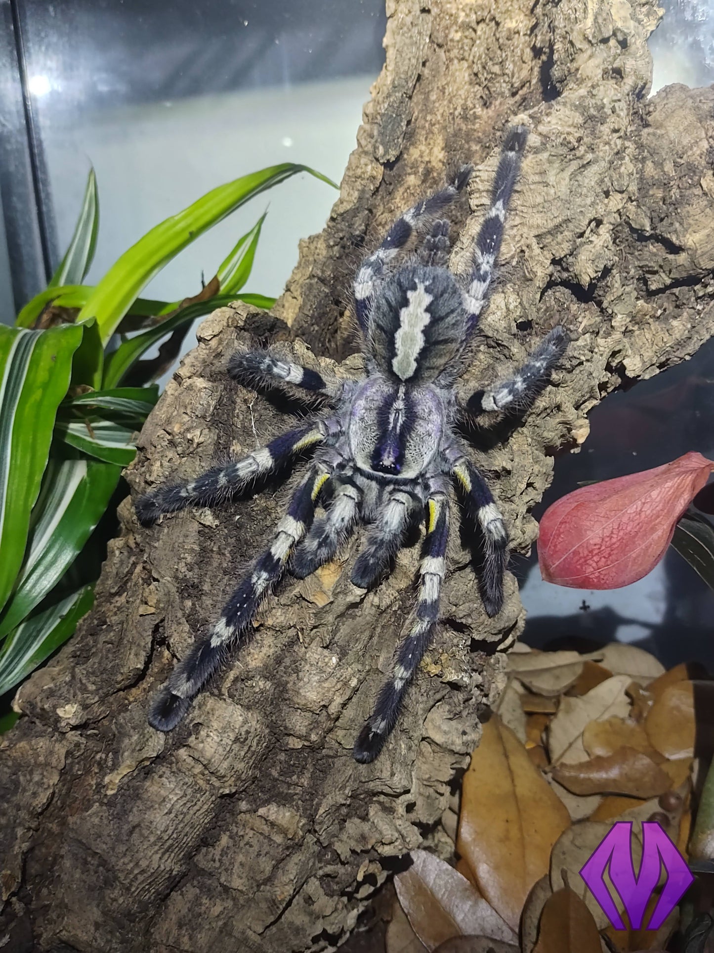 Poecilotheria regalis ¾"