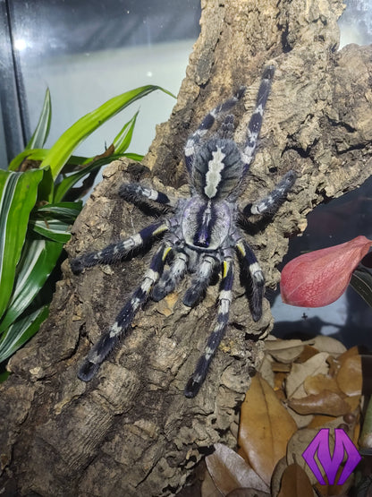 Poecilotheria regalis ¾"