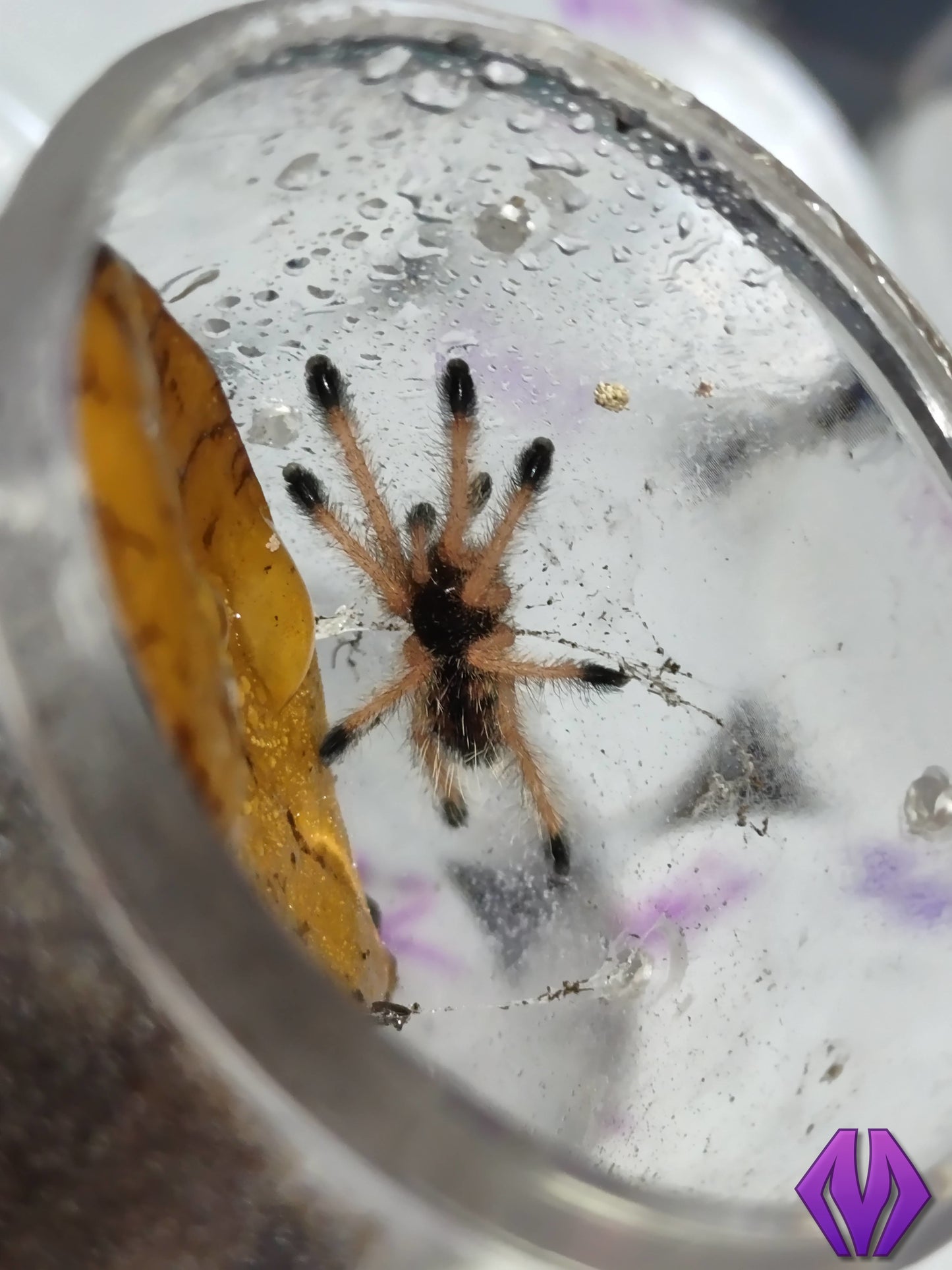 Avicularia avicularia m6 (ex metallica) ¾"