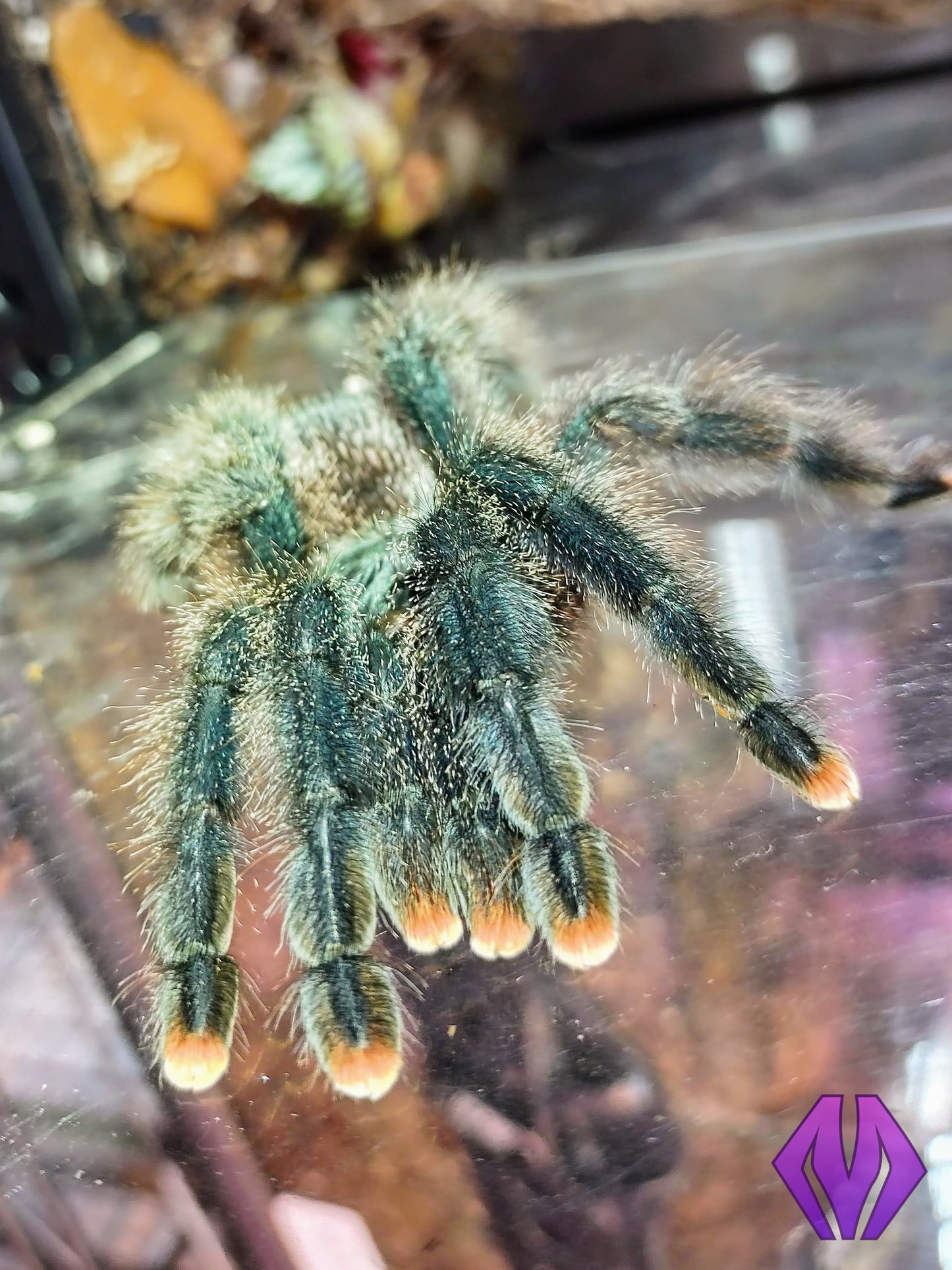 Avicularia avicularia m6 (ex metallica) ¾"