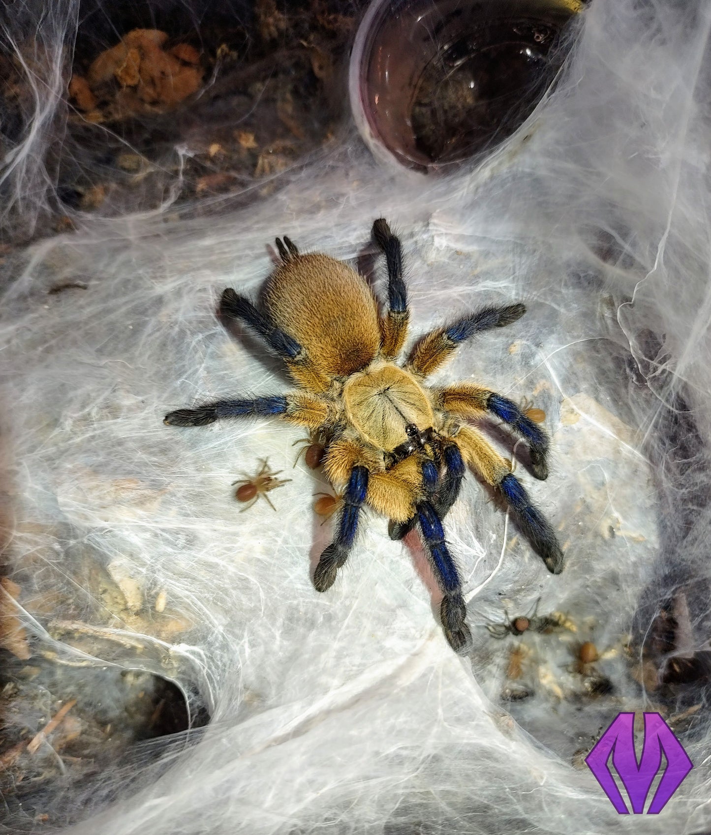 Monocentropus balfouri ½"+