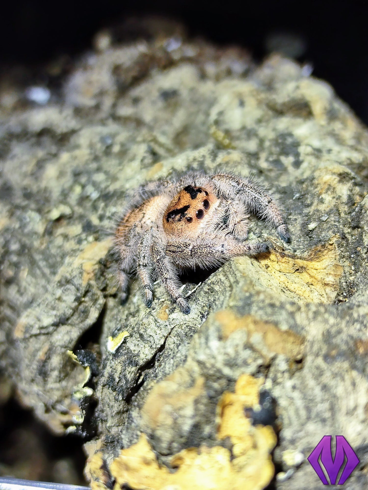 Spoodville Jumping Spider For Sale, Captive Bred Jumping Spiders For  Adoption