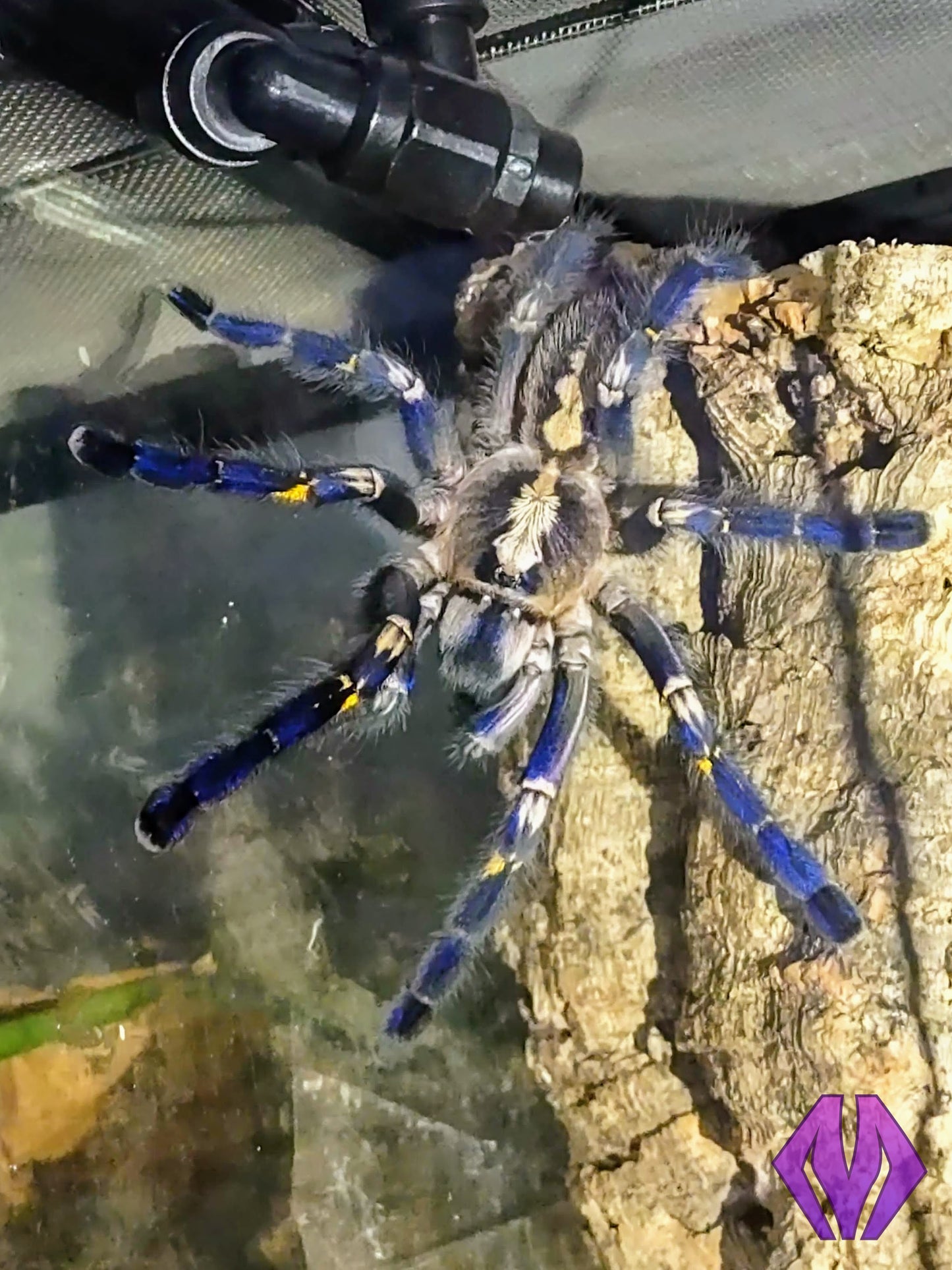 Poecilotheria metallica 1.25"+ MALE