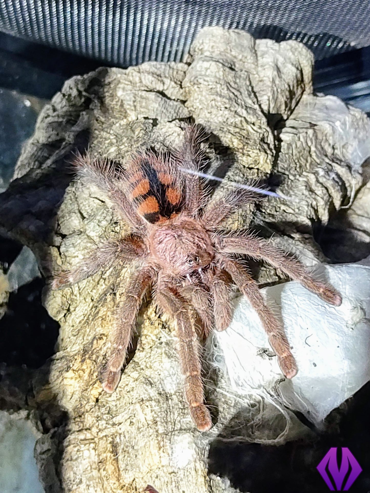 Avicularia minatrix ½"+