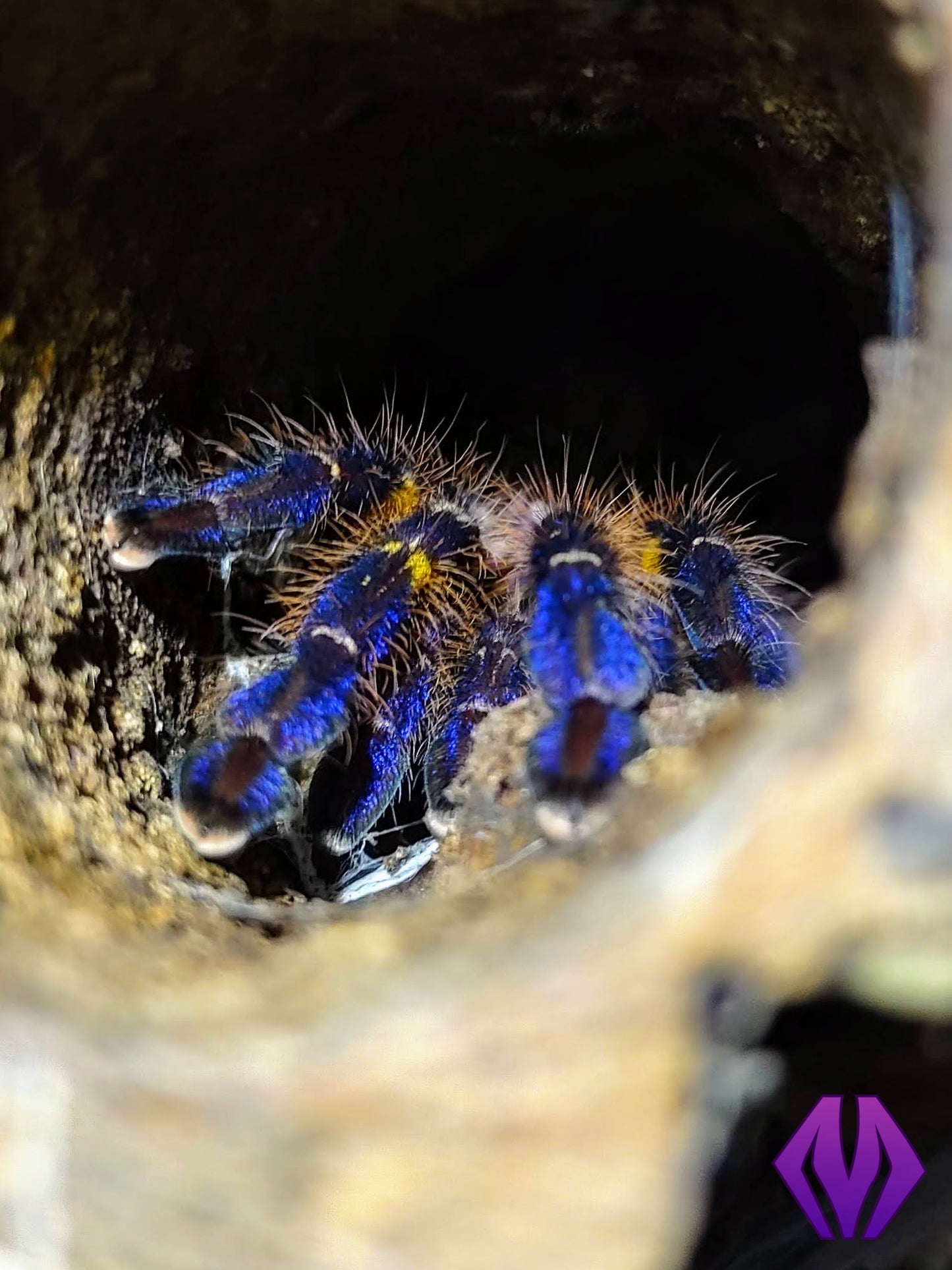 Poecilotheria metallica 1.25"+ MALE