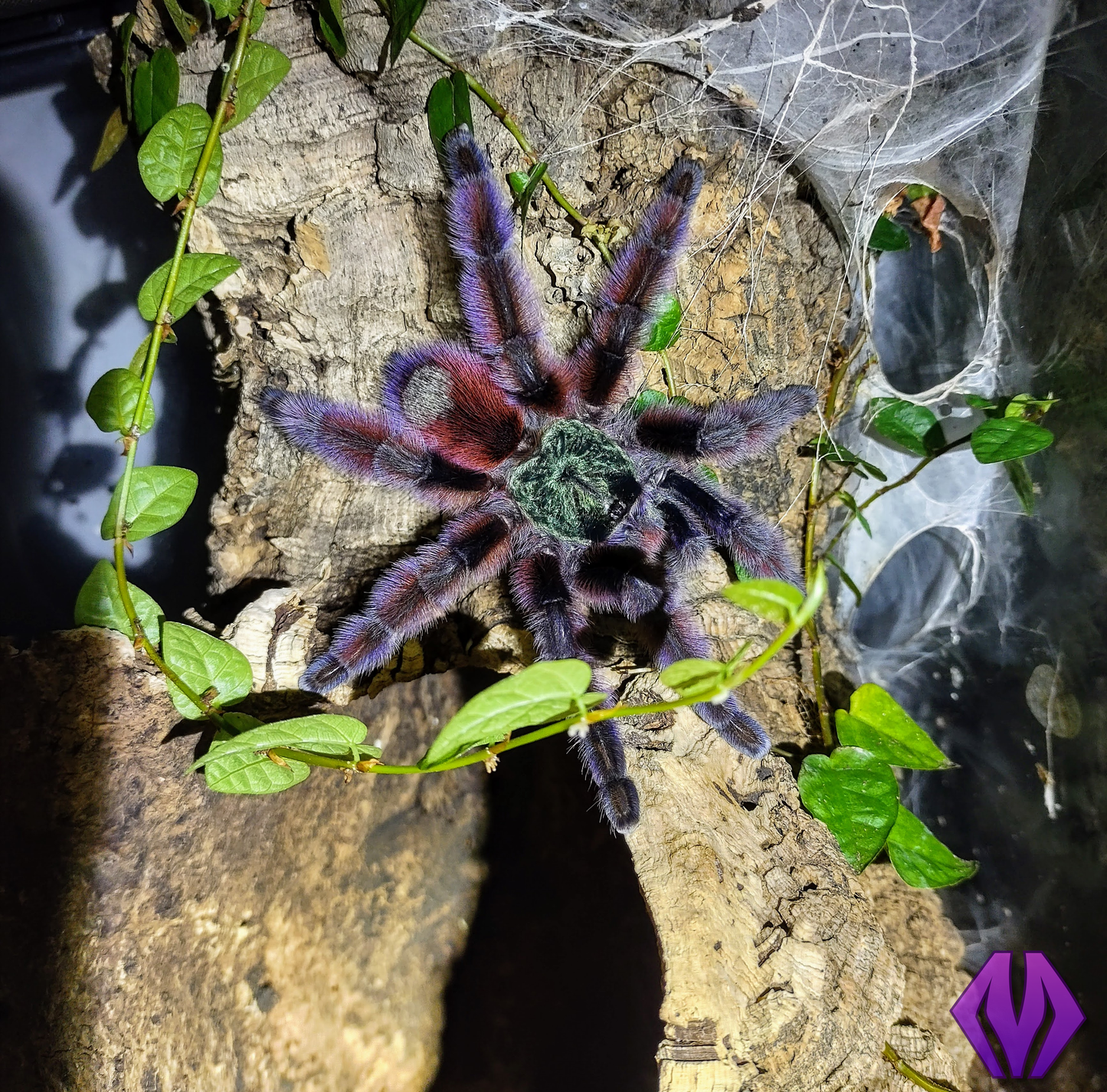 Caribena versicolor ¾"+