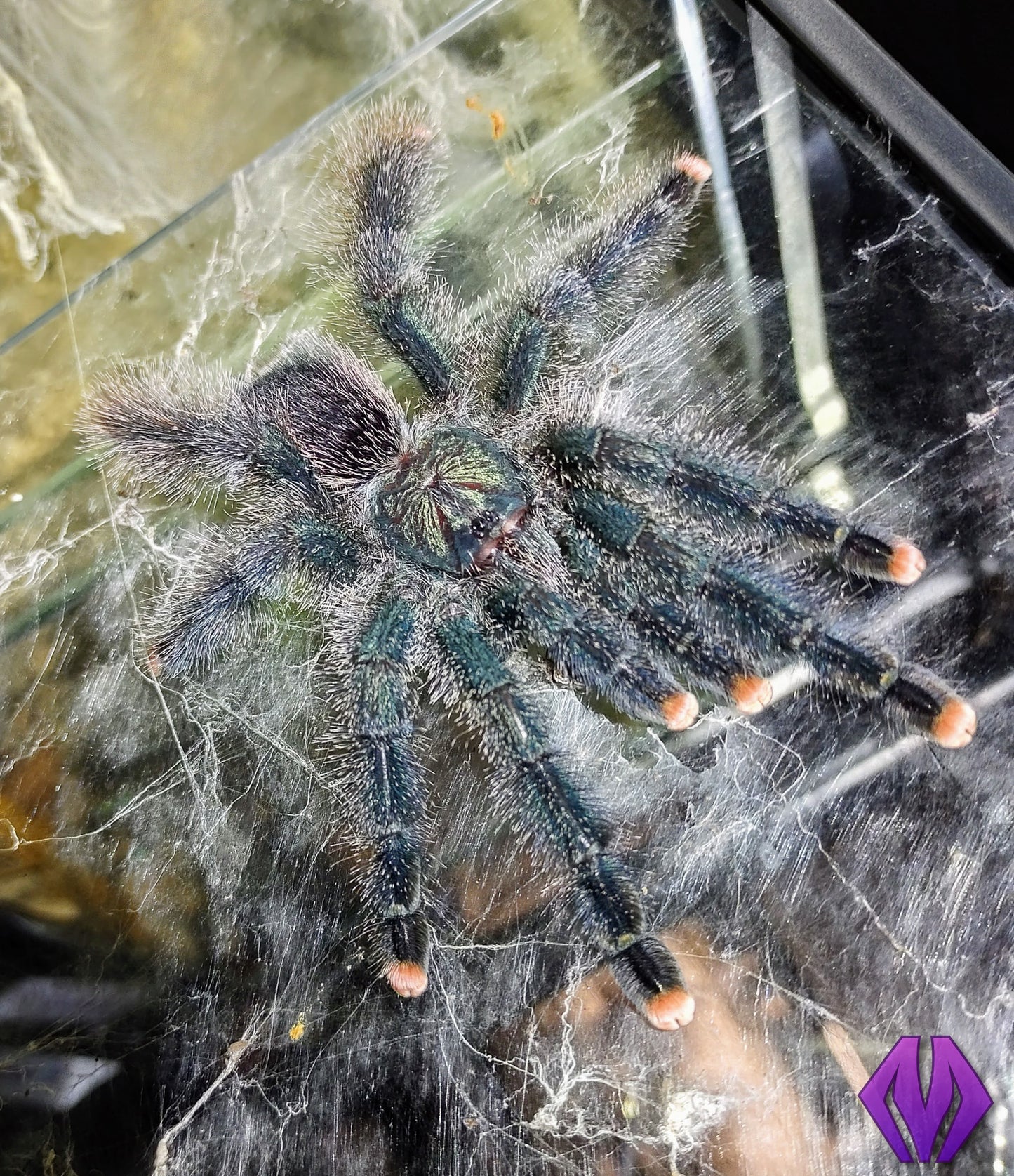 Avicularia avicularia m6 (ex metallica) ¾"