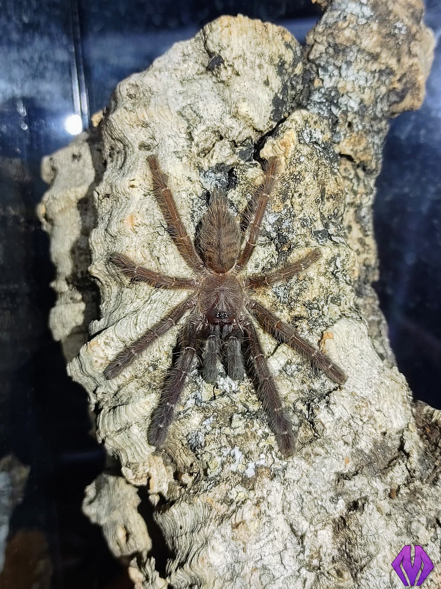 Phormingochilus sp. "Sabah Blue" 1"