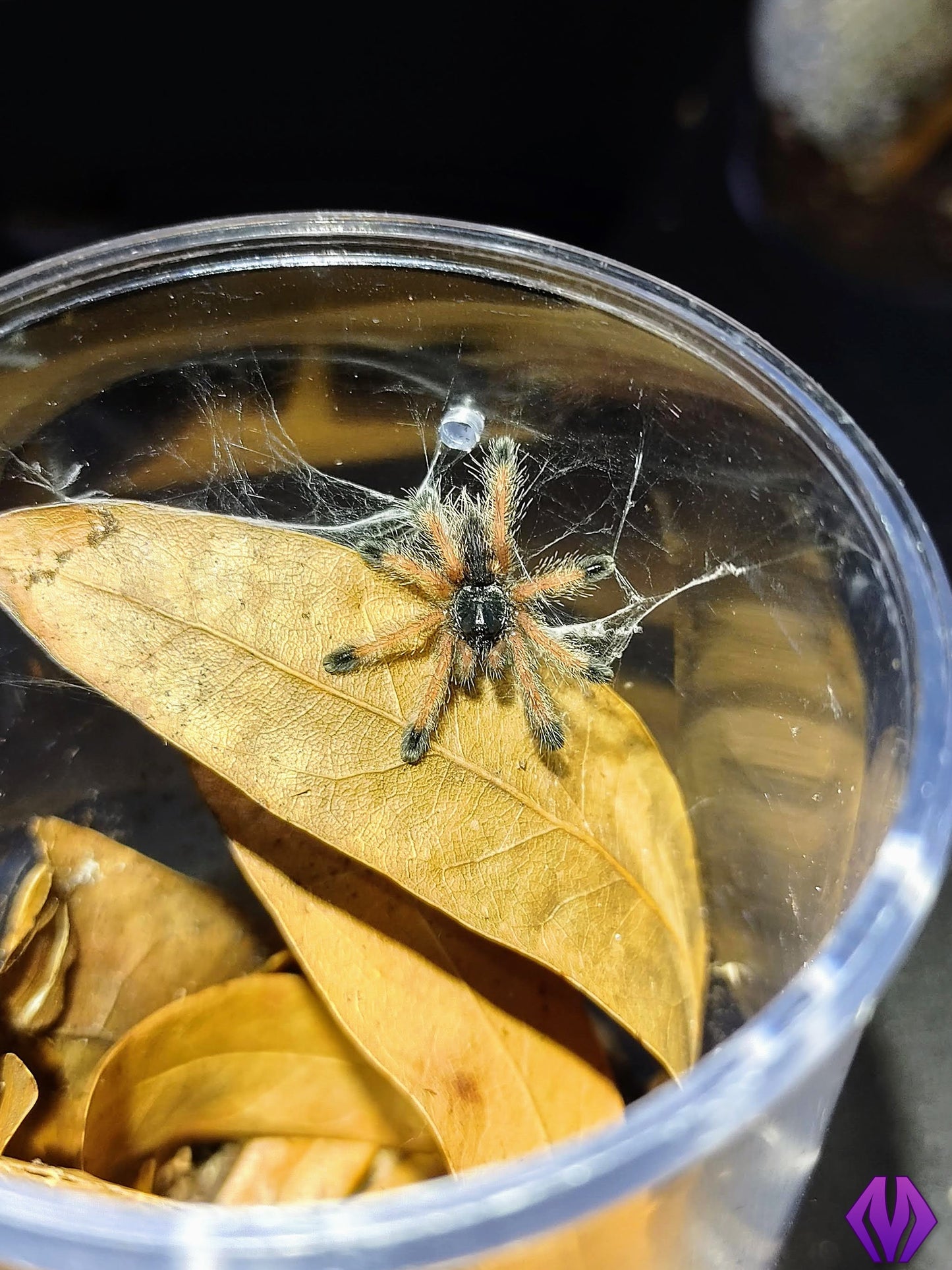 Avicularia avicularia m1 ½-¾"