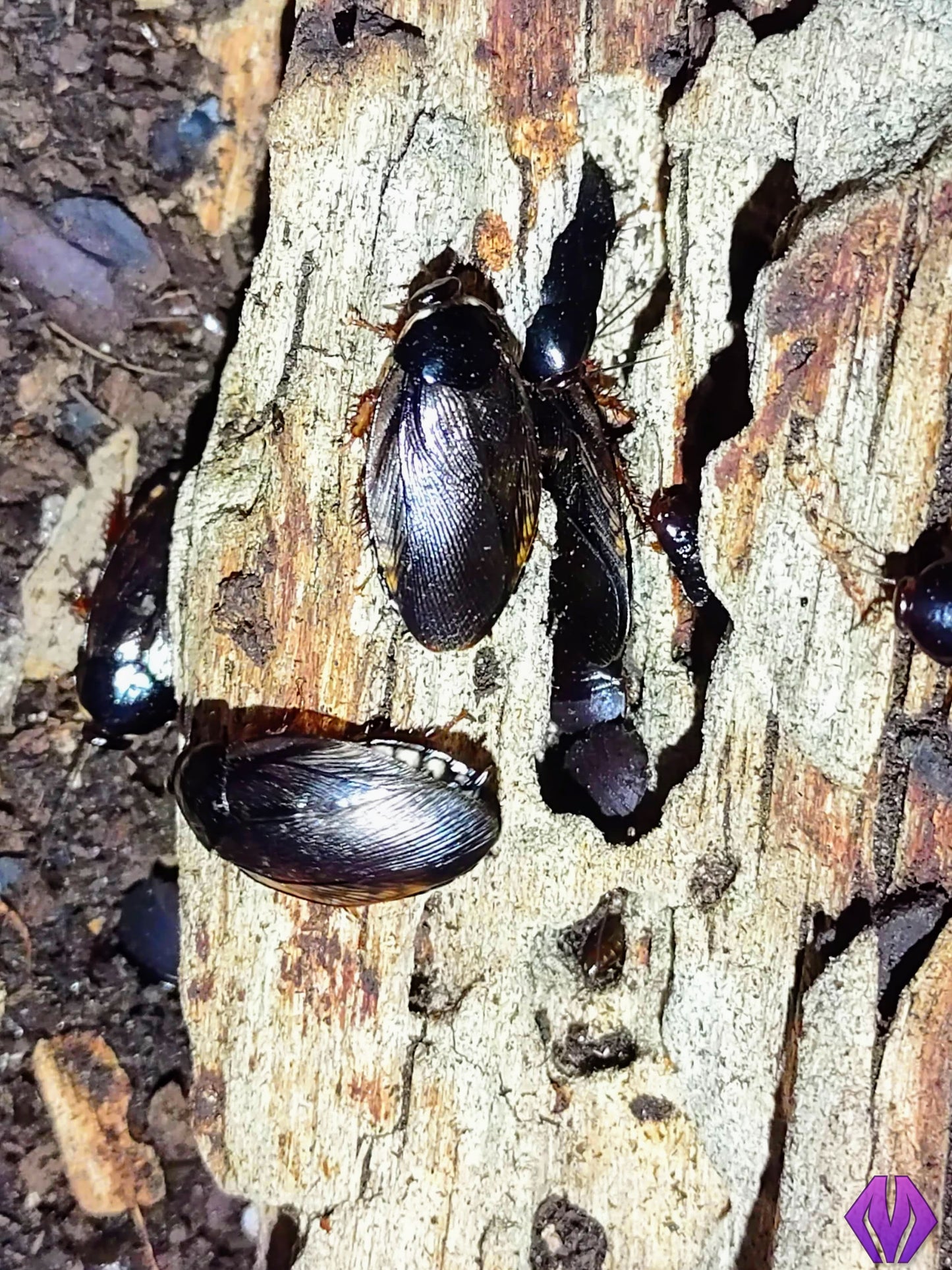 Pycnoscelus surinamensis (Surinam roach "dark")