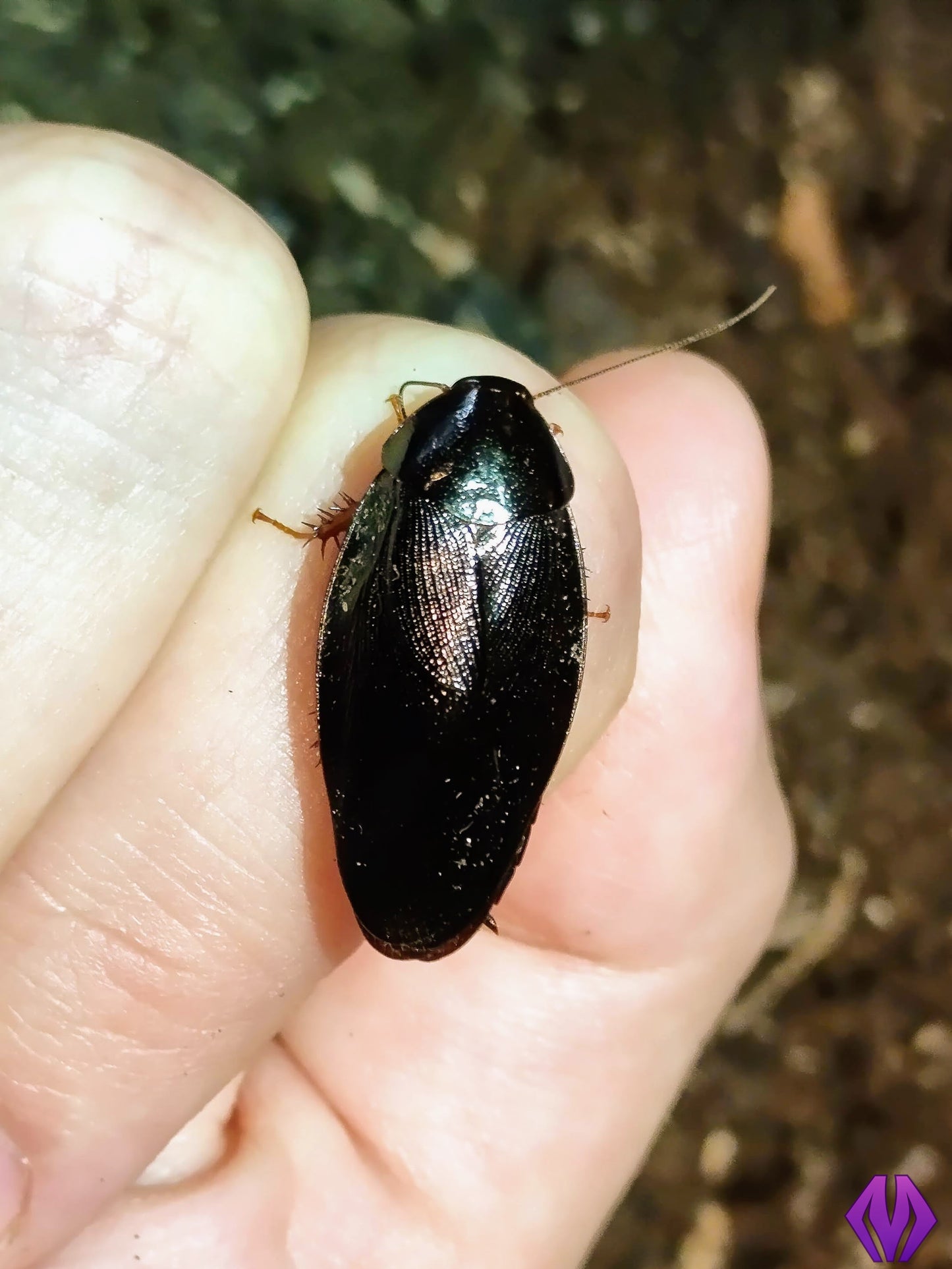 Pycnoscelus nigra (shadow roach) 10ct+